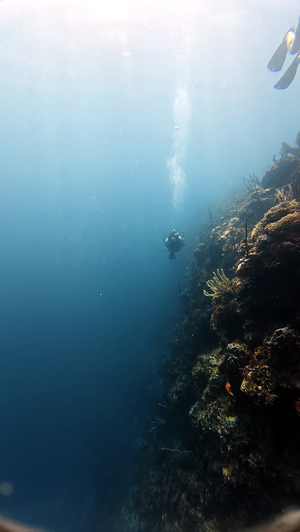 Catalina Island — The site