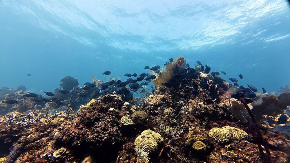 Catalina Island — The site