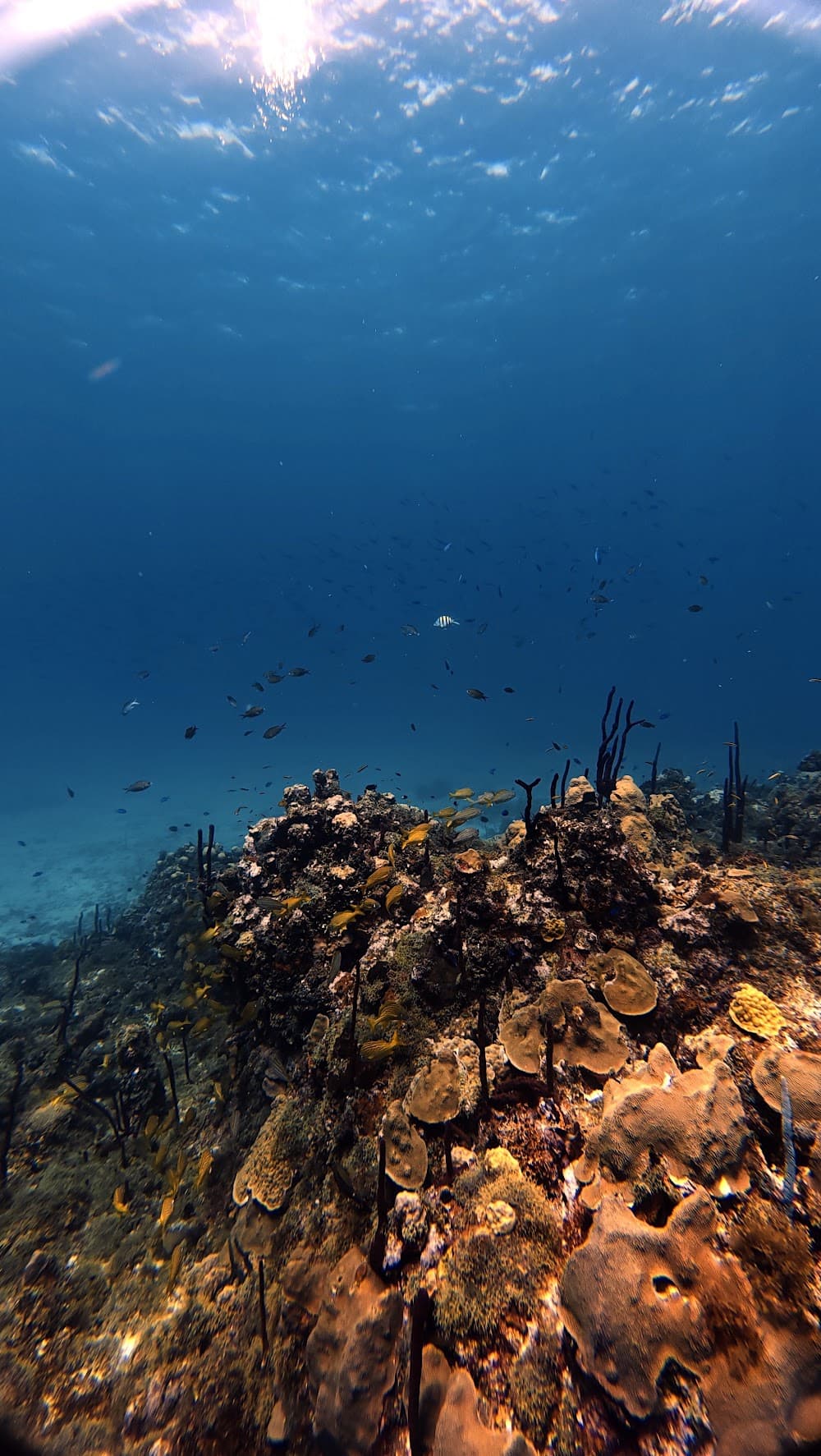 Catalina Island — The site