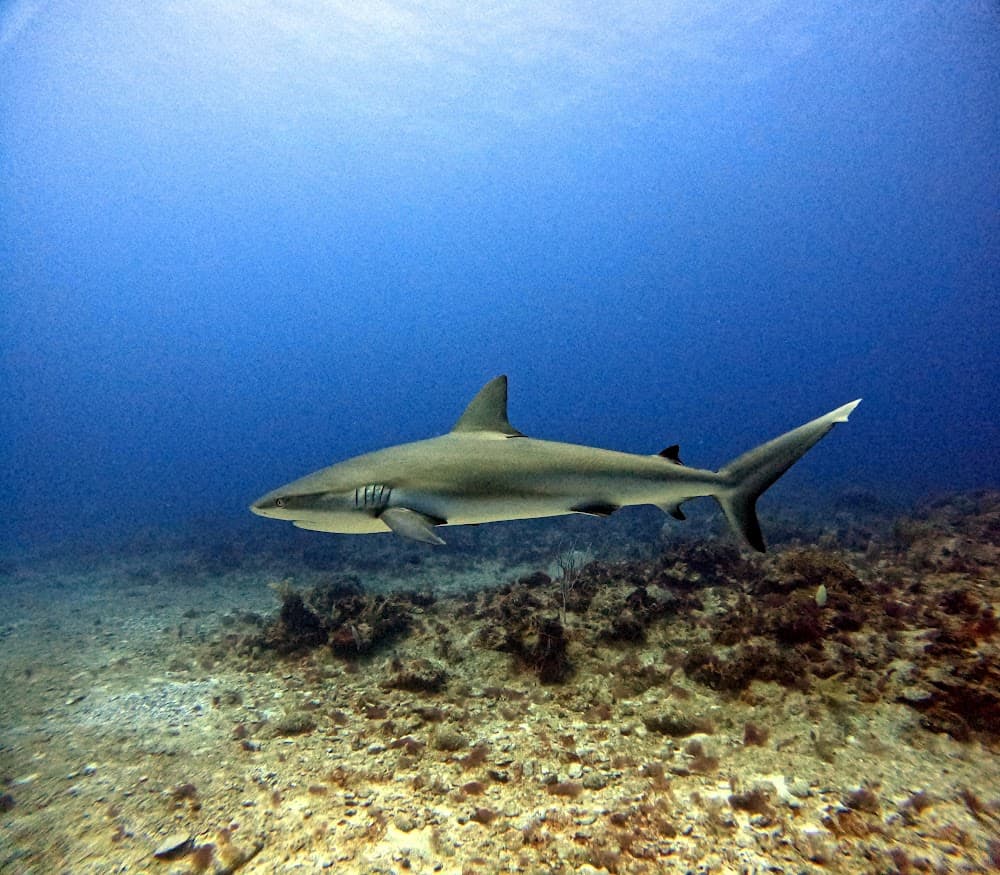 IMG_4851.JPG