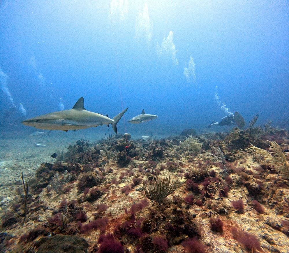 IMG_4850.JPG