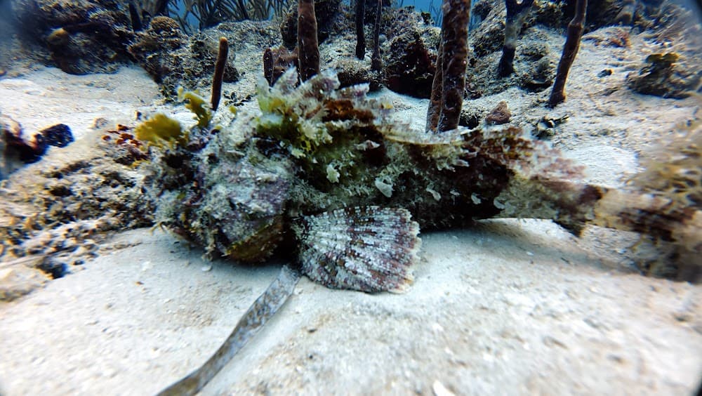 Guaraguao I and II — The site