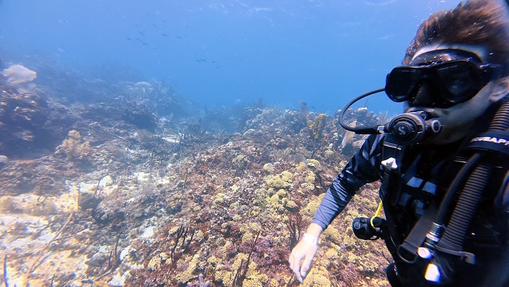 Catalina Island — The site