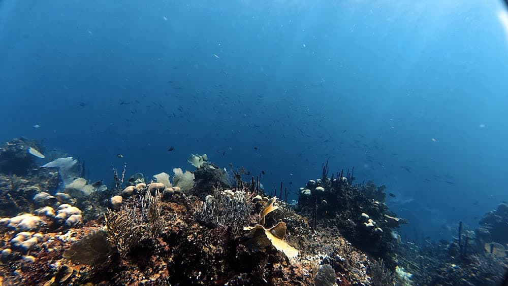 Catalina Island — The site
