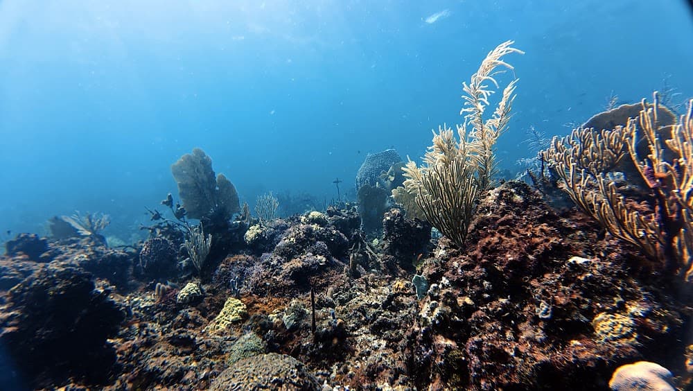 Catalina Island — The site