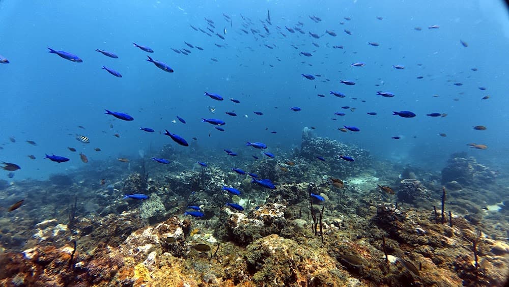 Catalina Island — The site