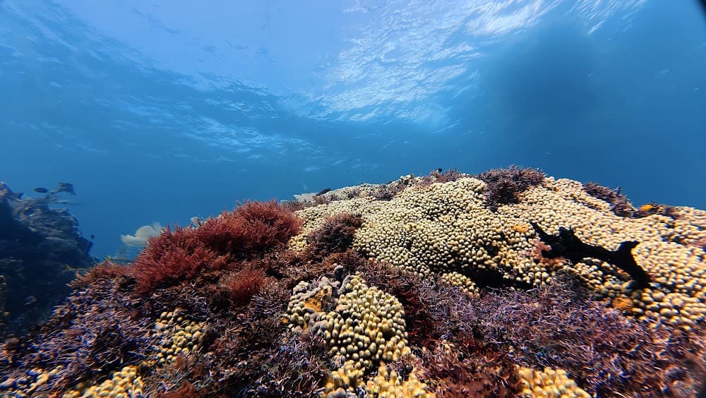 Catalina Island — The site