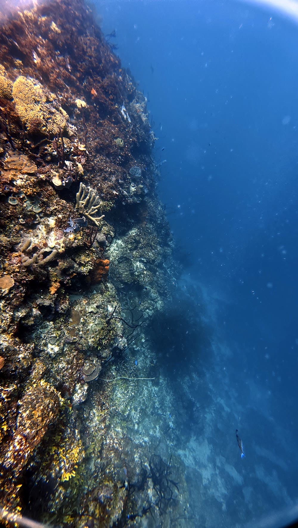 Catalina Island — The site