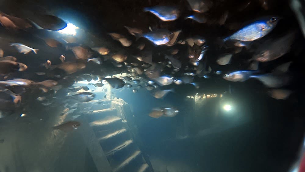 Atlantic Princess — The site