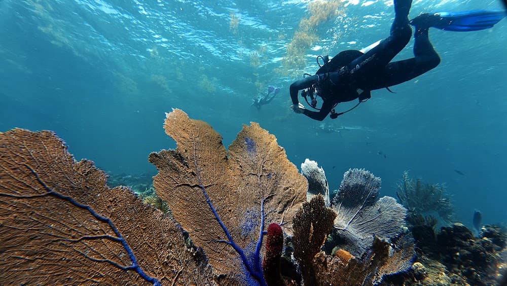 Catalina Island — The site
