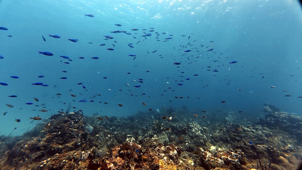 Catalina Island — The site