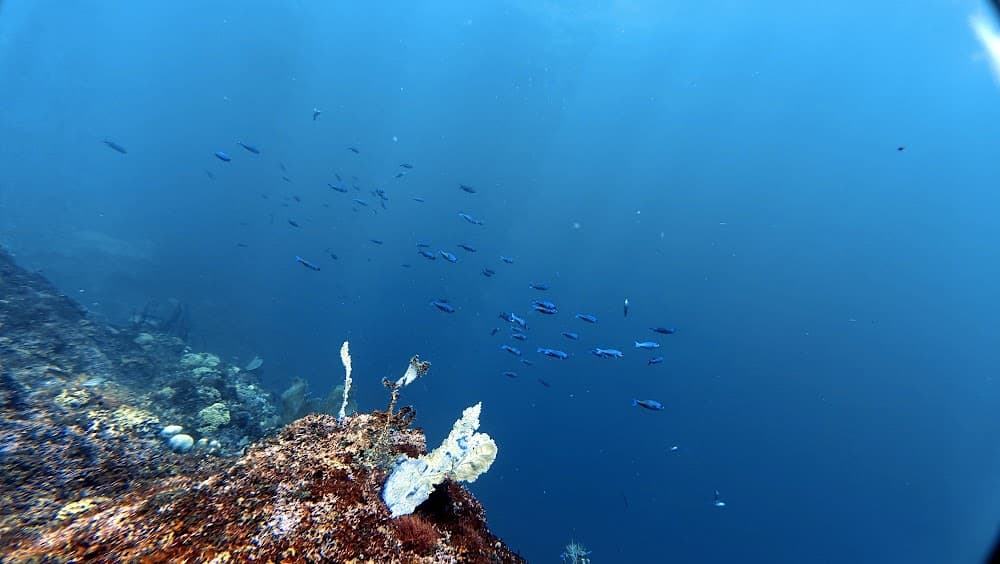 Catalina Island — The site