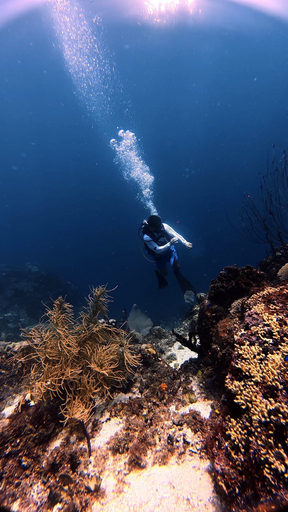 Catalina Island — The site