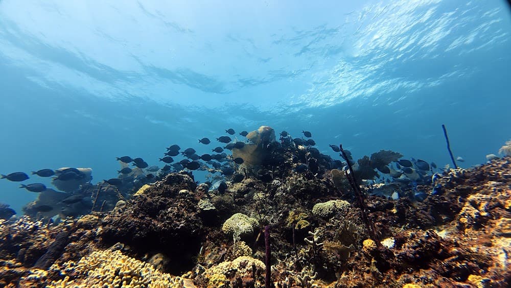 Catalina Island — The site