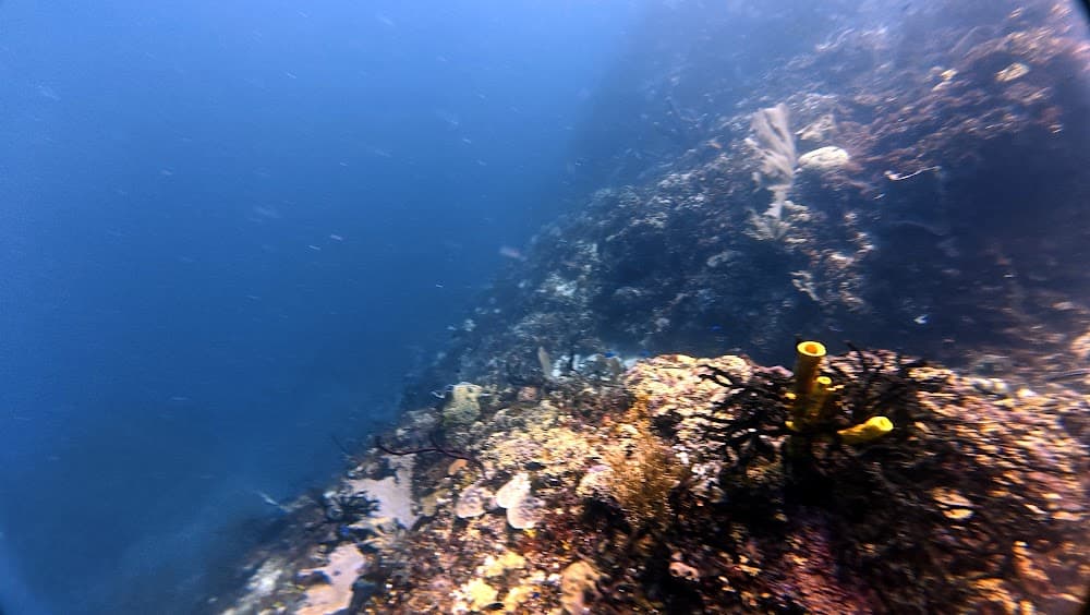 Catalina Island — The site