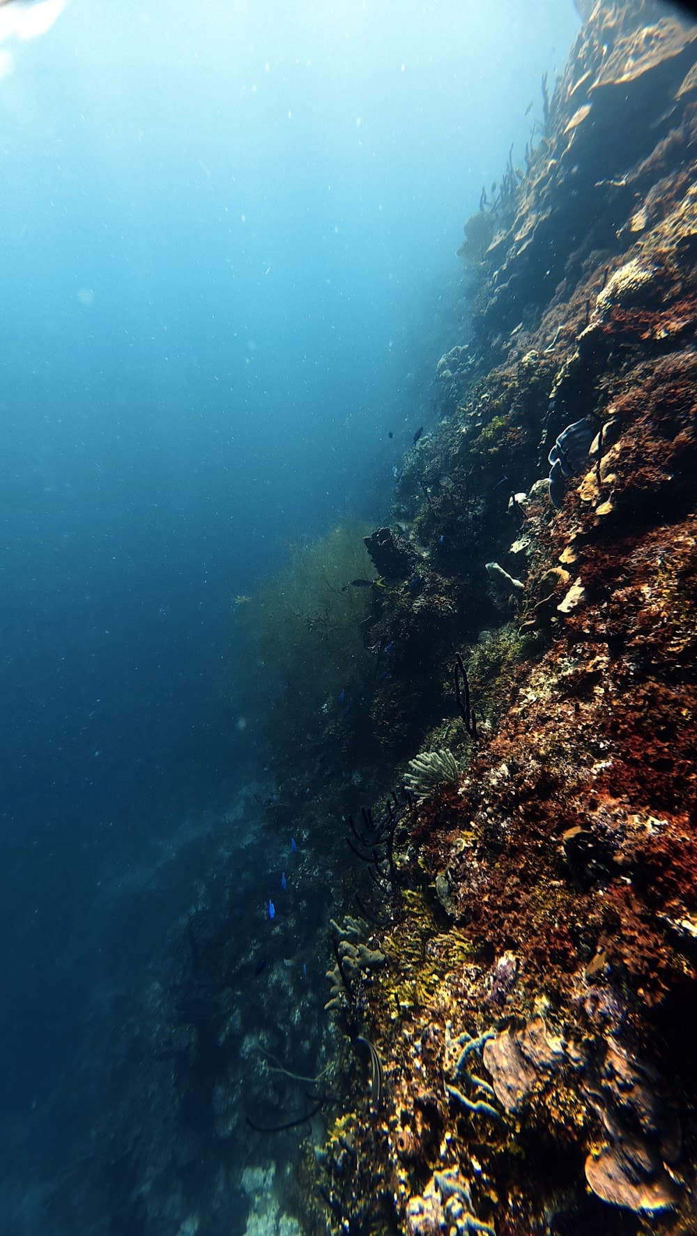 Catalina Island — The site