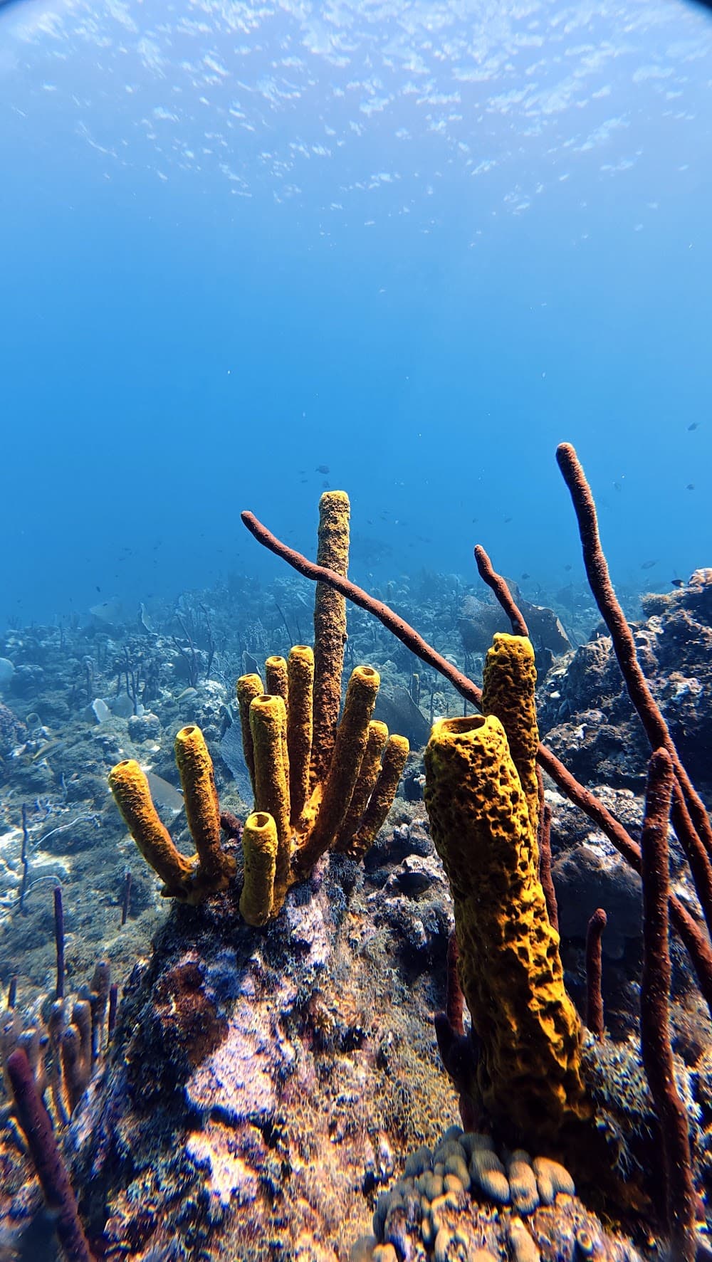 Catalina Island — The site