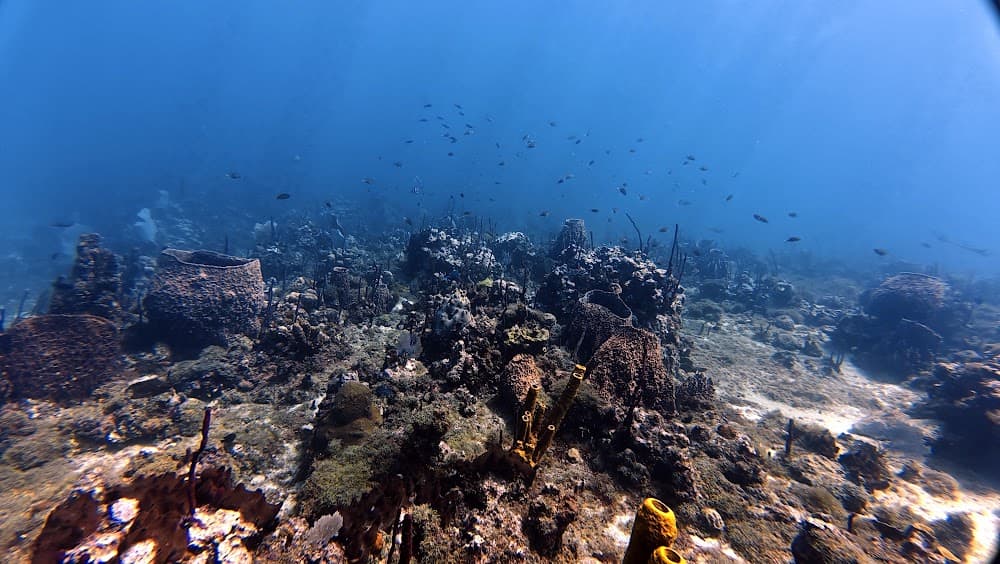 Catalina Island — The site