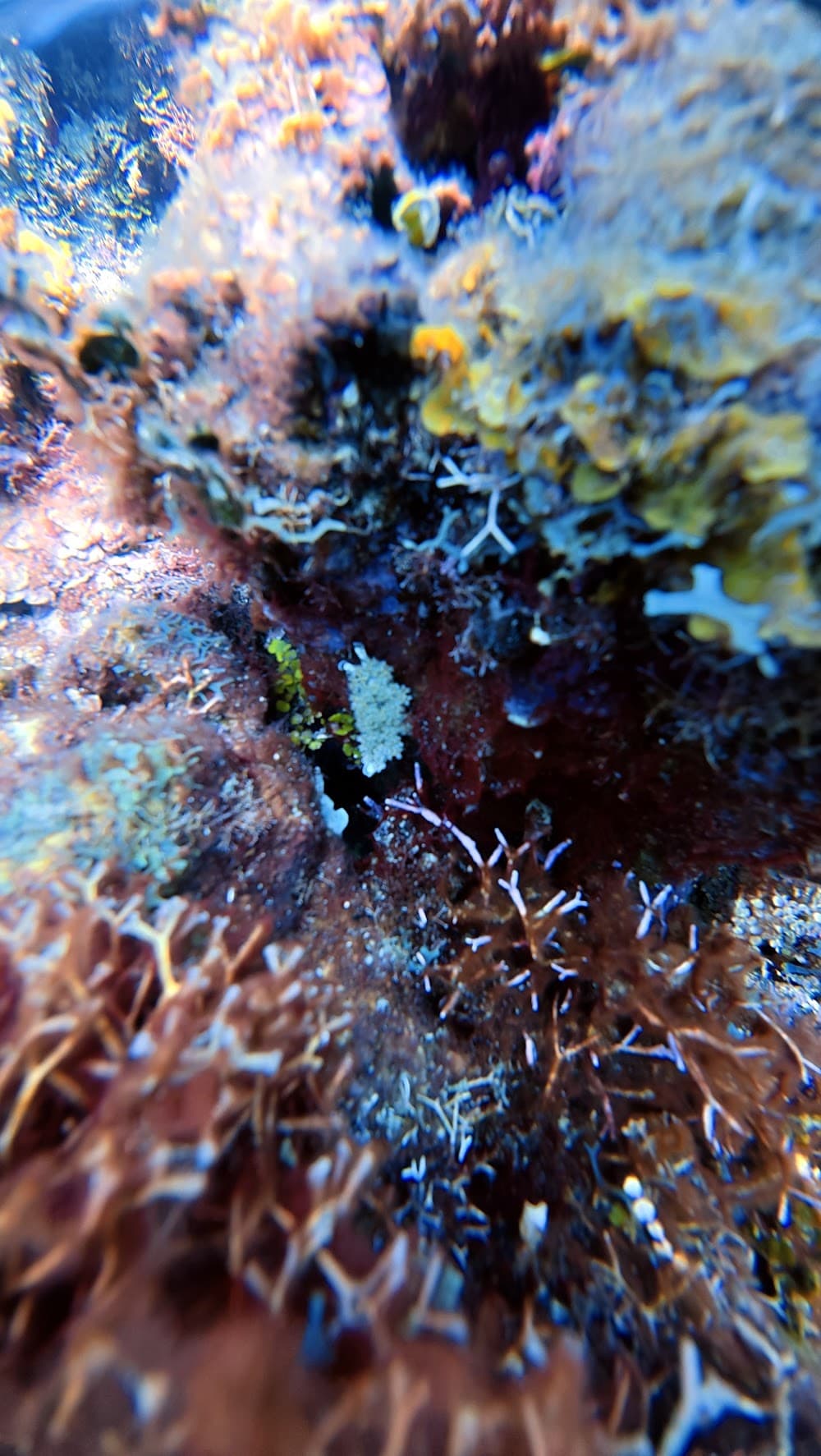Catalina Island — The site