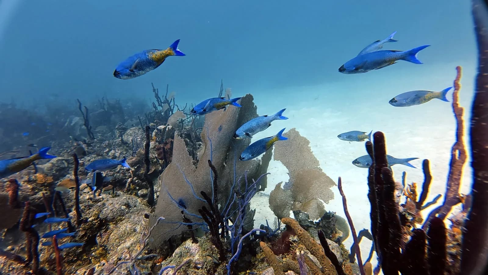 A shoal crossing the reef