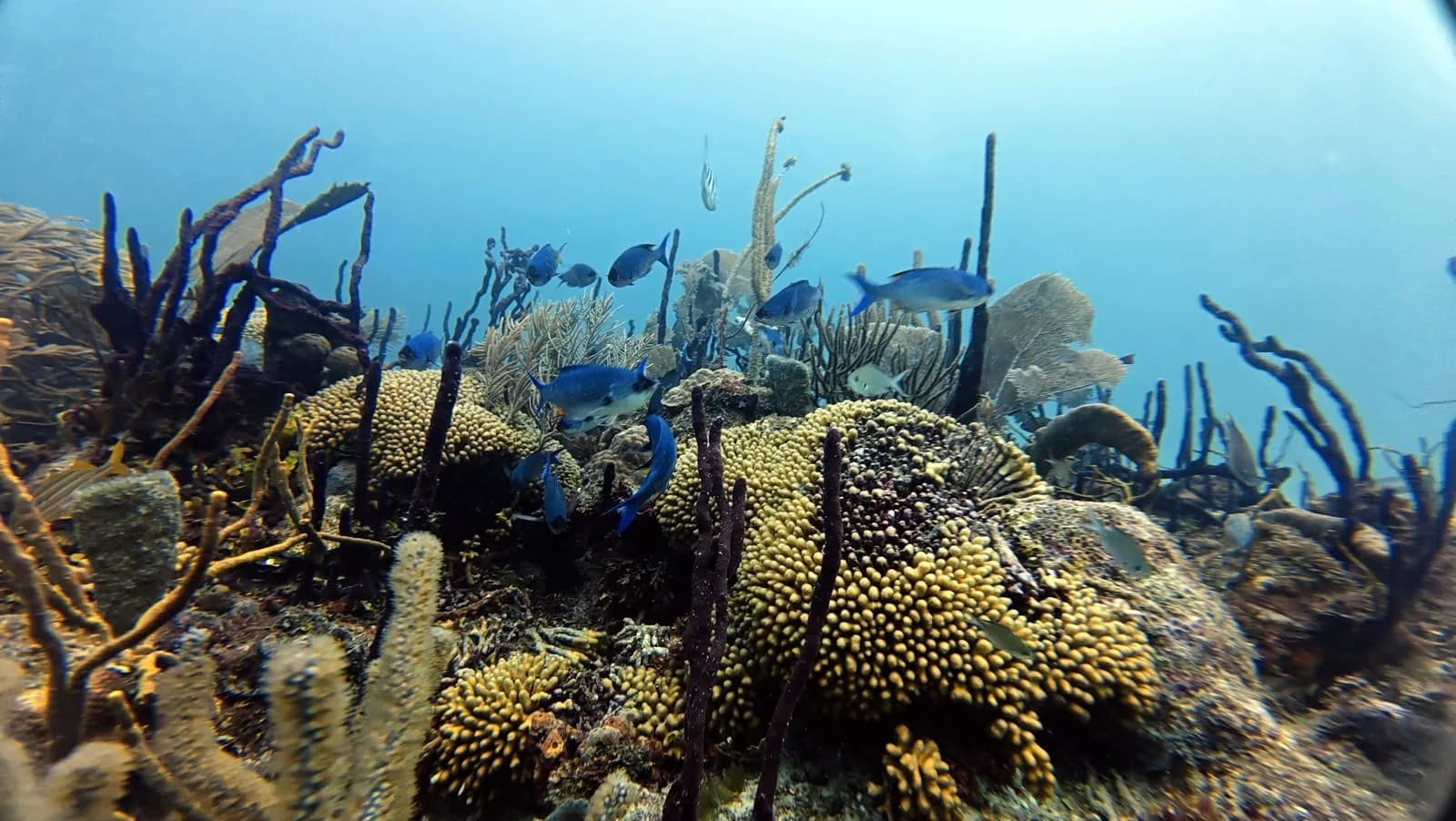 Hard coral and sea fans on the Dominicus reef