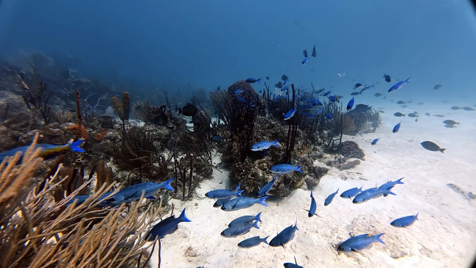Blue chromis over the reef