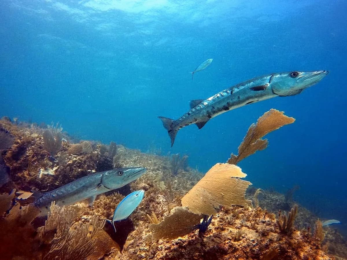 Barracuda over the reef