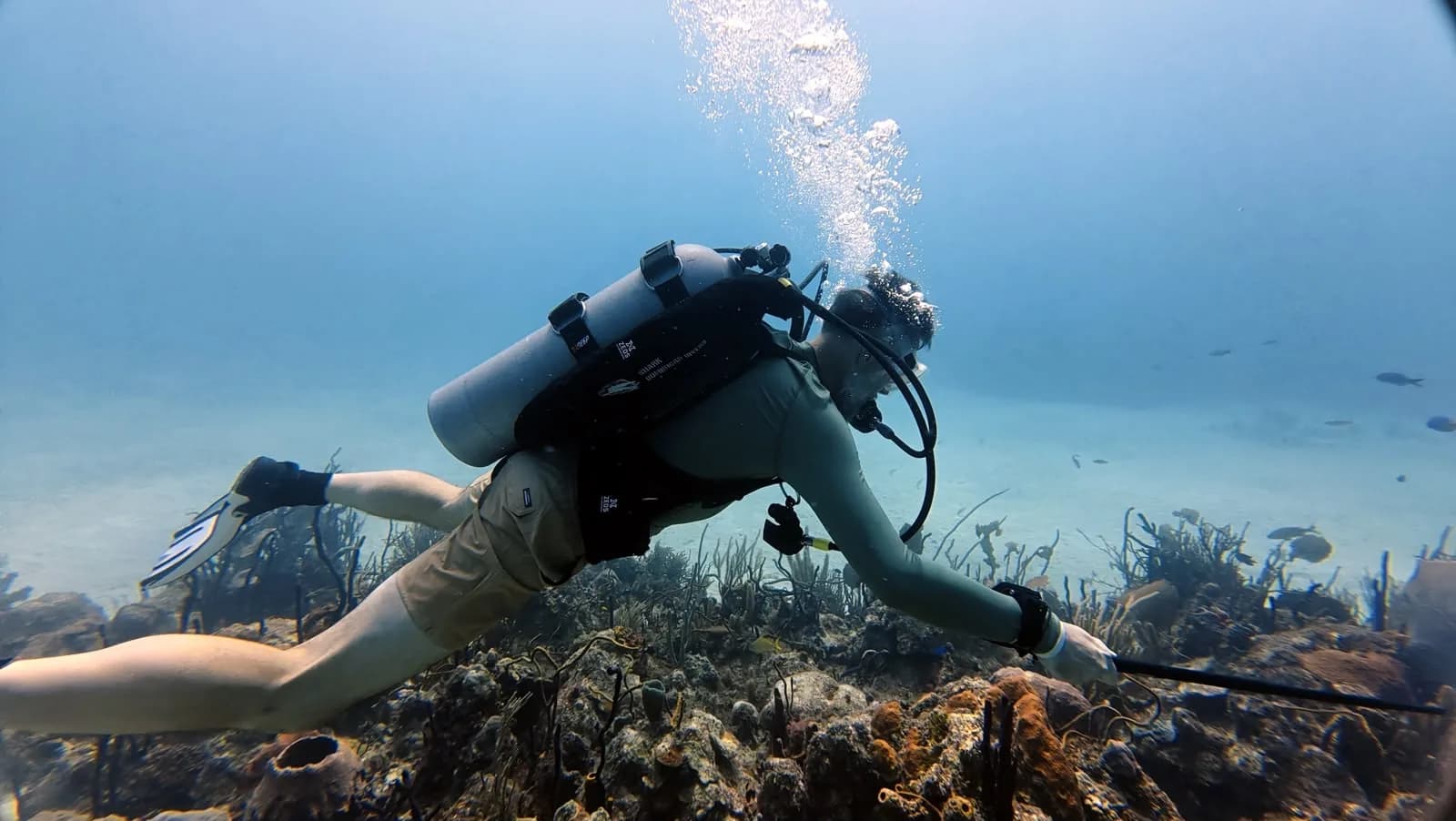 A diver working the Dominicus reef