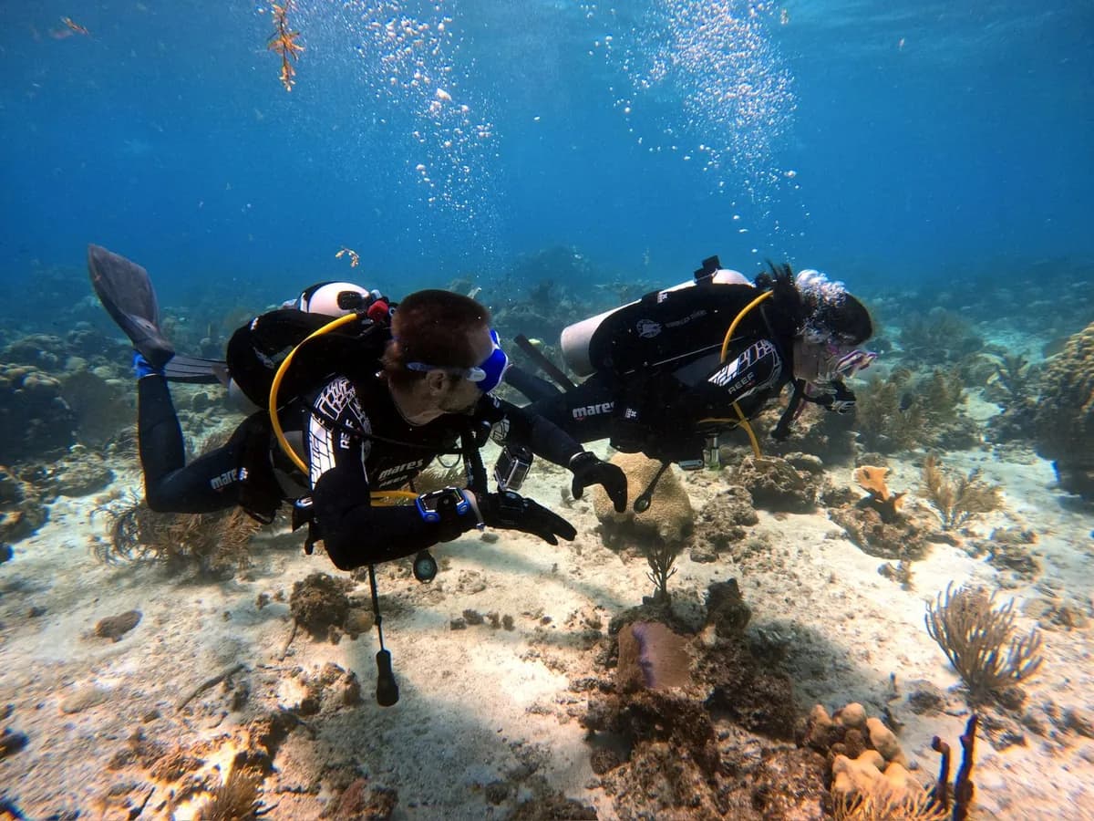 A guided dive over the sandy bottom