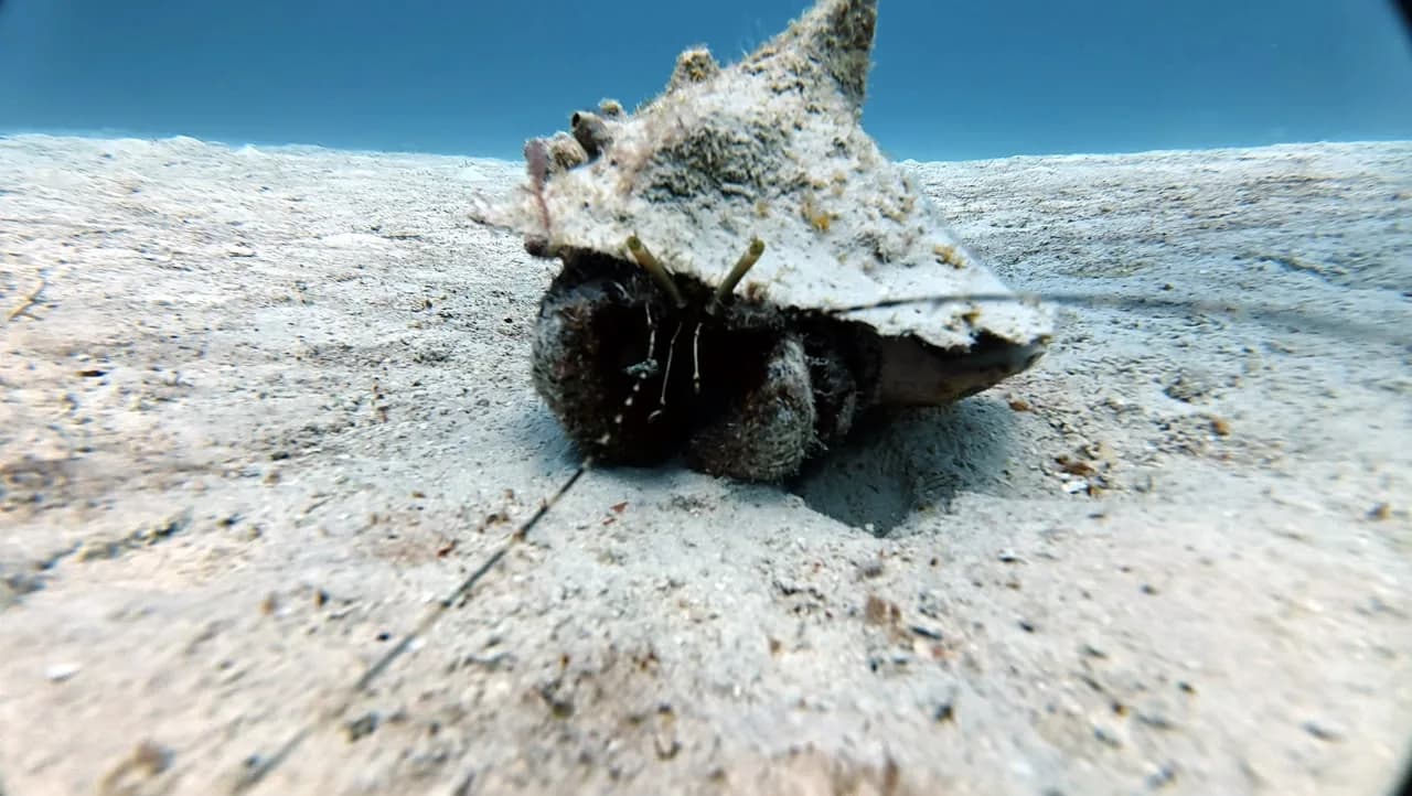 A queen conch on the sand