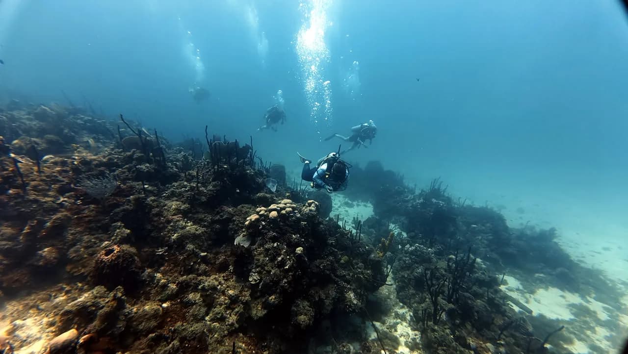 Yellow tube sponges on the Catalina reef