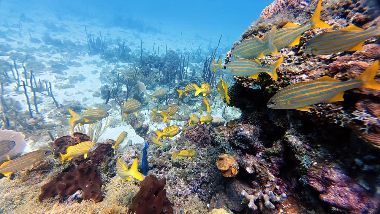 Yellow grunts sheltering in the coral at Catalina