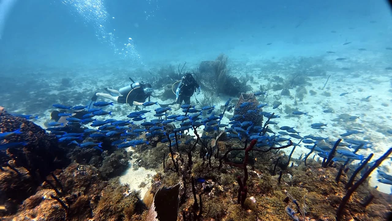 A shoal of blue tangs with divers behind, Catalina