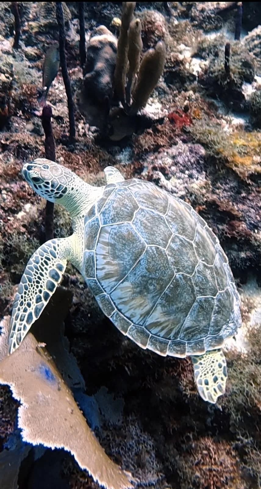 Green turtle on the reef at Catalina