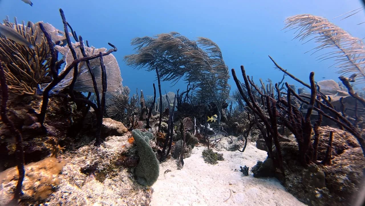 A sea fan on the Círculo reef