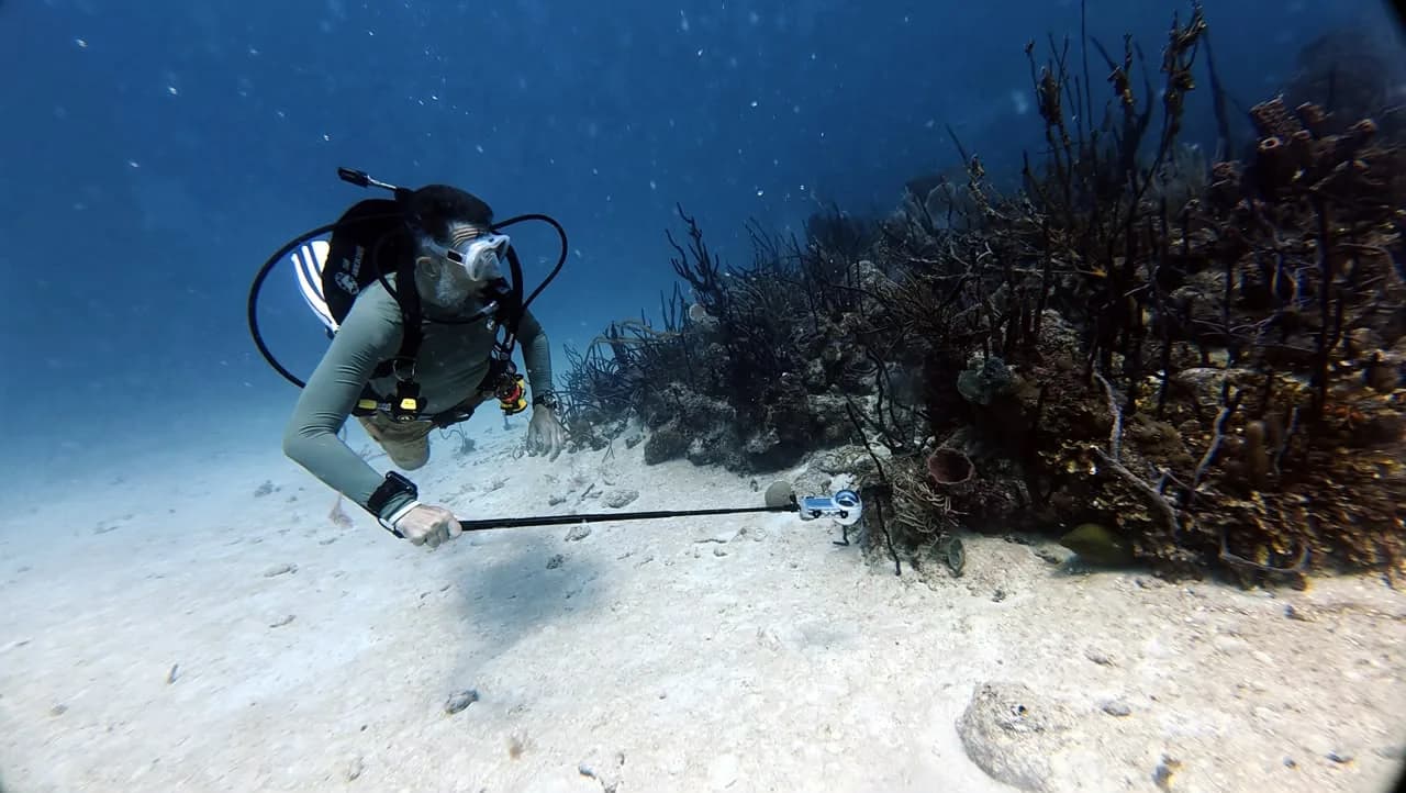 A diver along the sand at Círculo