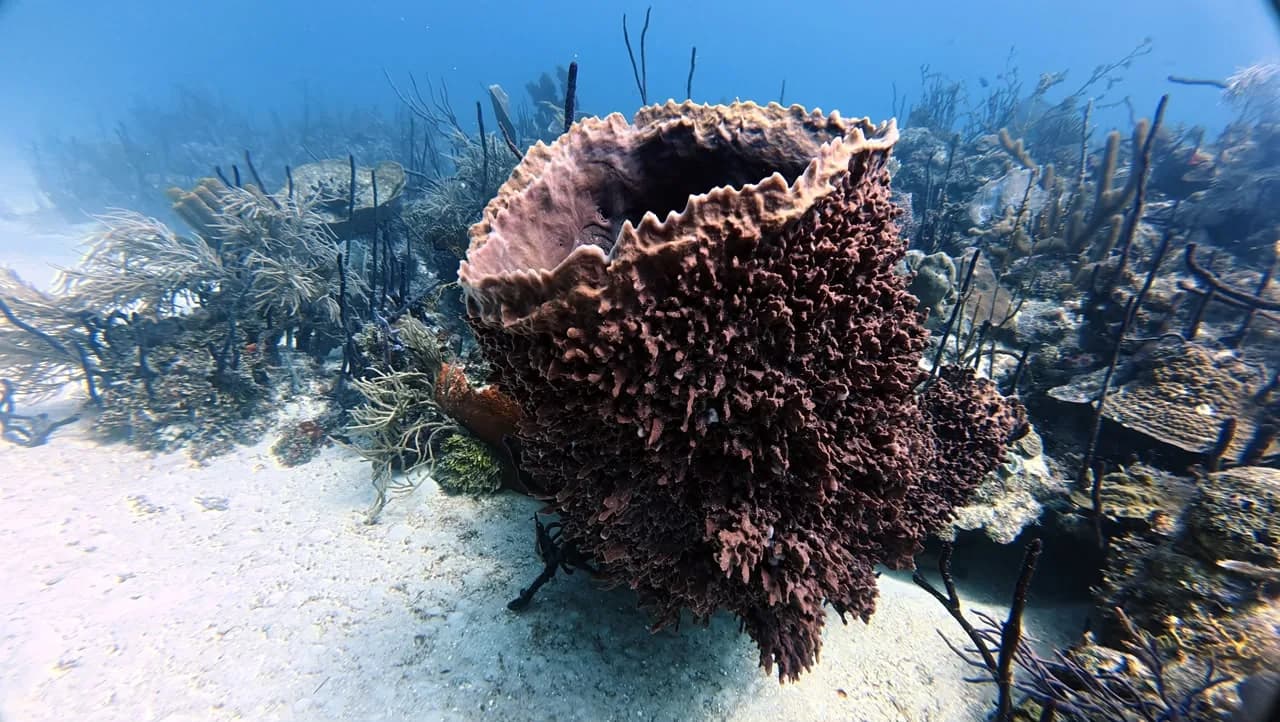A giant barrel sponge at Círculo reef