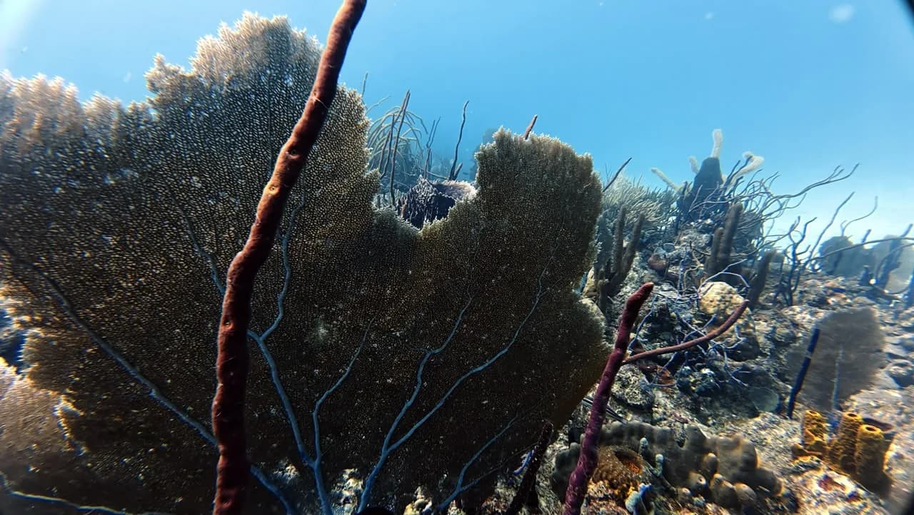 Purple tube sponges at Círculo