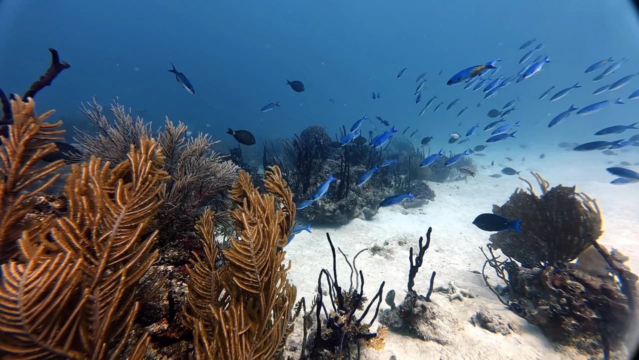 Blue chromis over the reef at Círculo