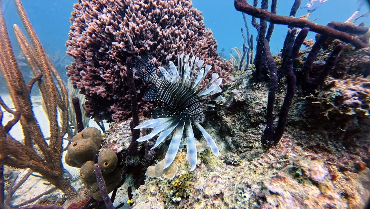 A lionfish among the coral at Círculo
