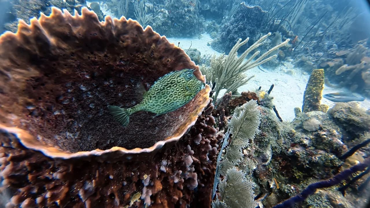 Brain coral on the Guaraguao reef