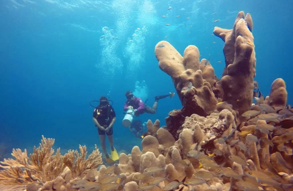 Pillar coral rising from the reef