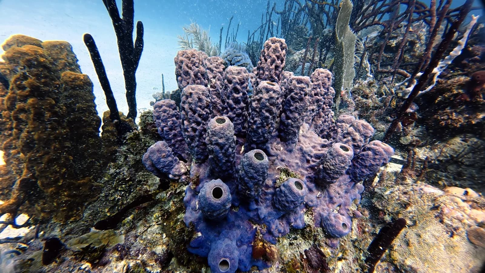 Purple sponges and coral on the reef top
