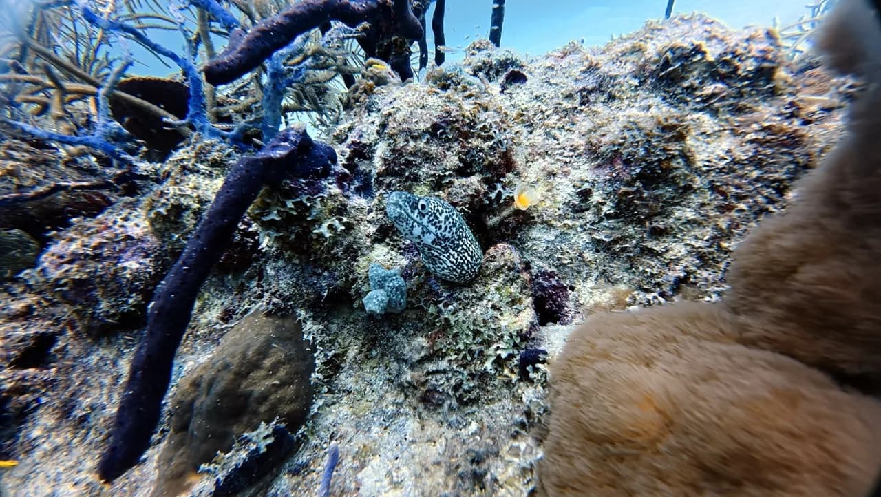 A blue rope sponge on the reef