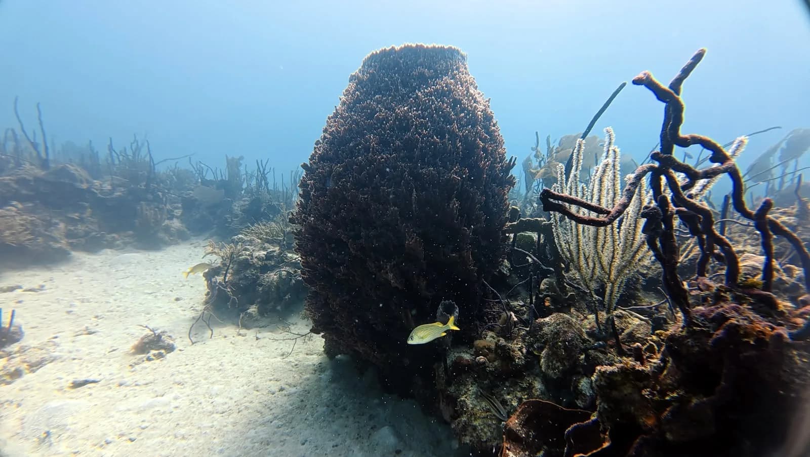 A barrel sponge, decades in the making