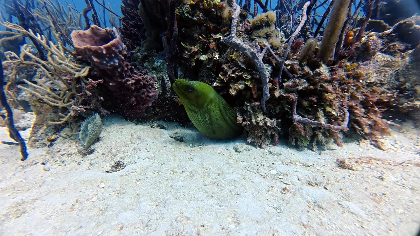 A green sponge at the foot of the reef