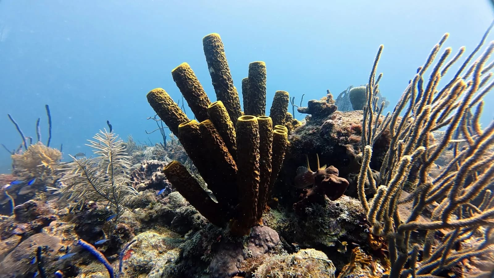 Tube sponges rising from the coral