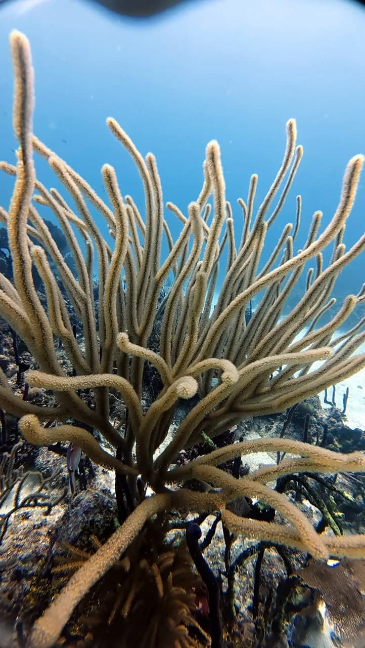 Gorgonian polyps open, feeding