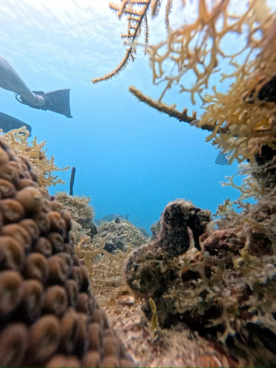 A seahorse holding on among the gorgonians