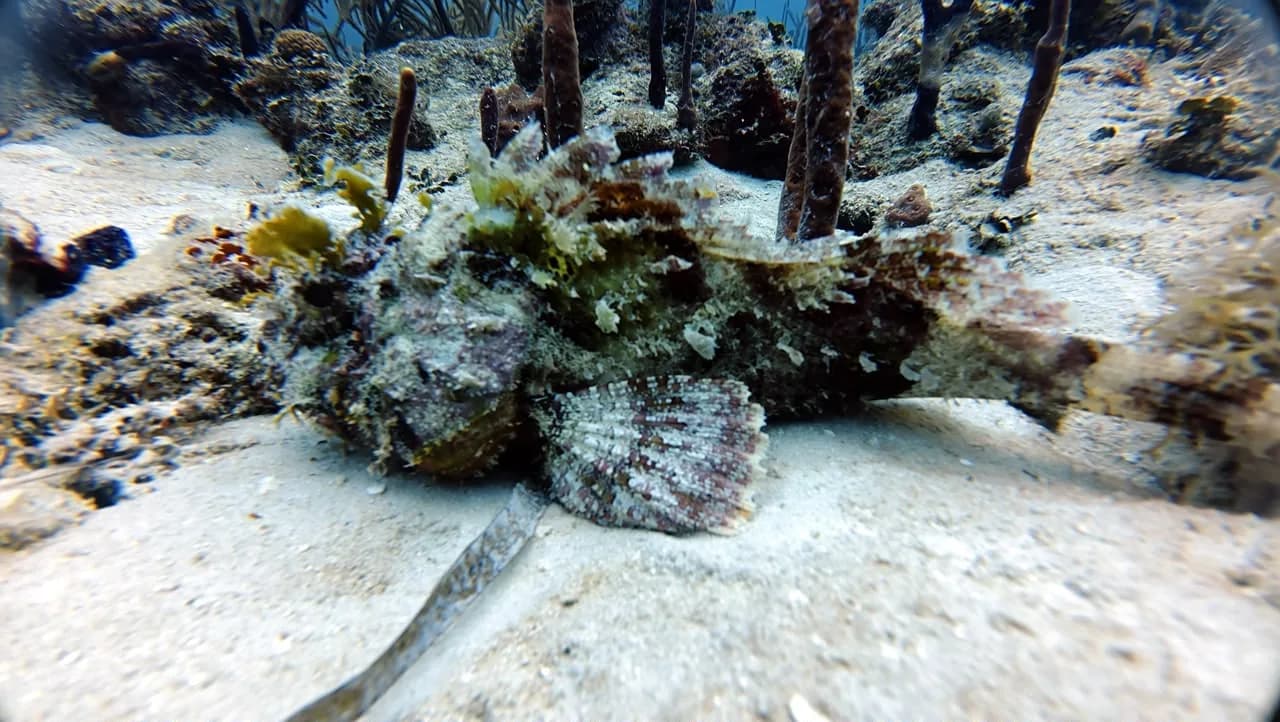 Purple sponges and sea rods at Guaraguao